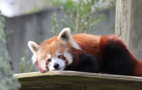 Image de mise en avant pour PAIRI DAIZA