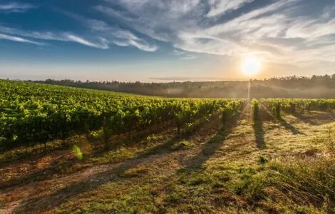 Image de mise en avant pour CHAMPAGNE