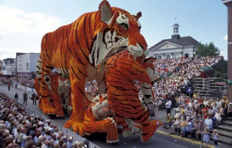 Image de mise en avant pour CORSO DE ZUNDERT