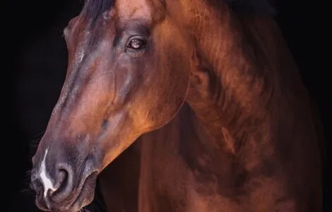 Image de mise en avant pour SALON DU CHEVAL