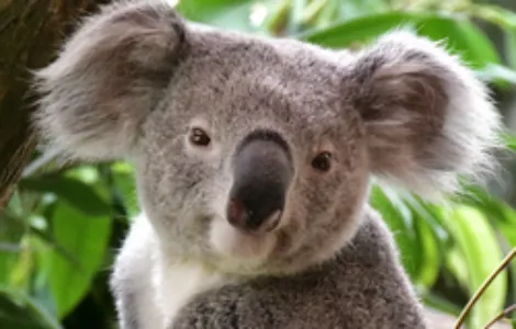 Image de mise en avant pour PAIRI DAIZA