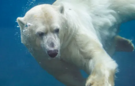 Image de mise en avant pour PAIRI DAIZA NOEL