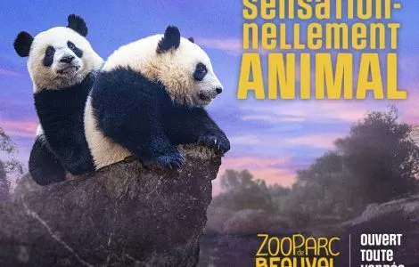 Image de mise en avant pour NOUVEL AN AU ZOOPARC DE BEAUVAL
