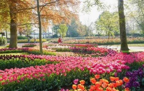 Image de mise en avant pour KEUKENHOF